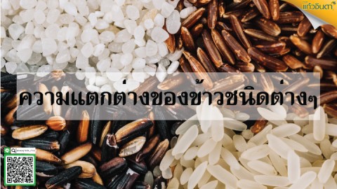 ความแตกต่างของข้าวชนิดต่างๆ