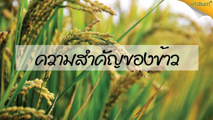 ความสำคัญของข้าว